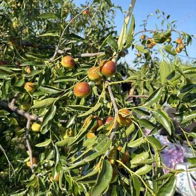 黃驊冬棗 個大皮薄，脆甜沁心的北方珍果